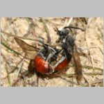 Sphecodes albilabris - Blutbiene 01e 12-13mm Paarung.jpg